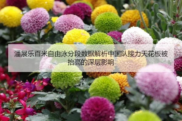 潘展乐百米自由泳分段数据解析中国队接力天花板被抬高的深层影响